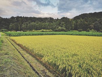 Scenic view of agricultural field against sky