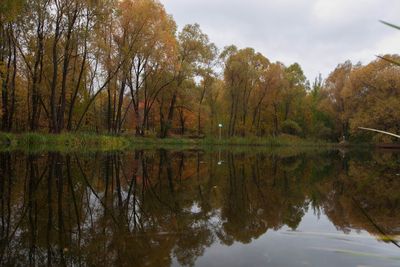 Reflection of trees in lake