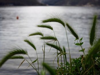 Close-up of grass by lake