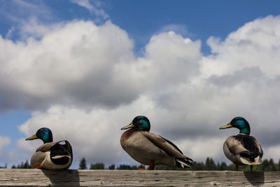 Birds perching on the ground