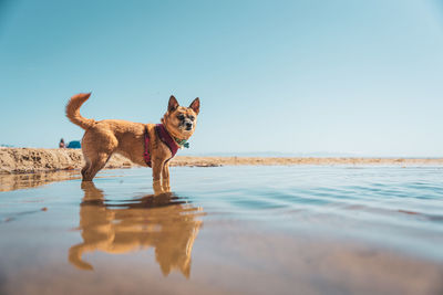 Dogs running in sea