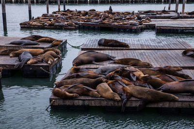 High angle view of sea resting on pier