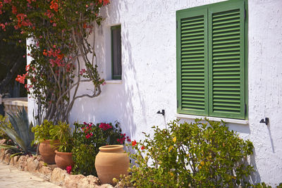 Potted plants outside house