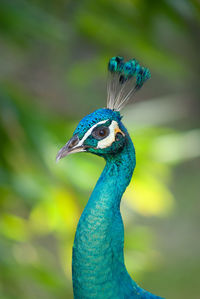 Close-up of peacock