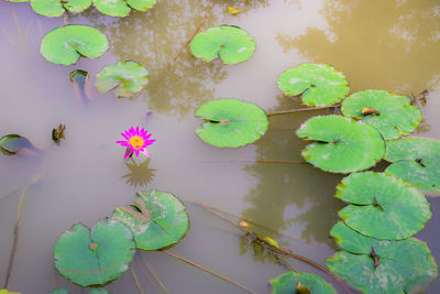 High angle view of water lily amidst leaves in lake