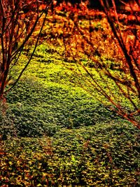 Autumn leaves on tree