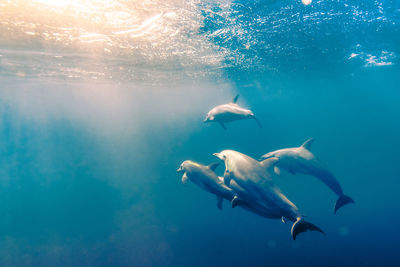 Fish swimming in sea