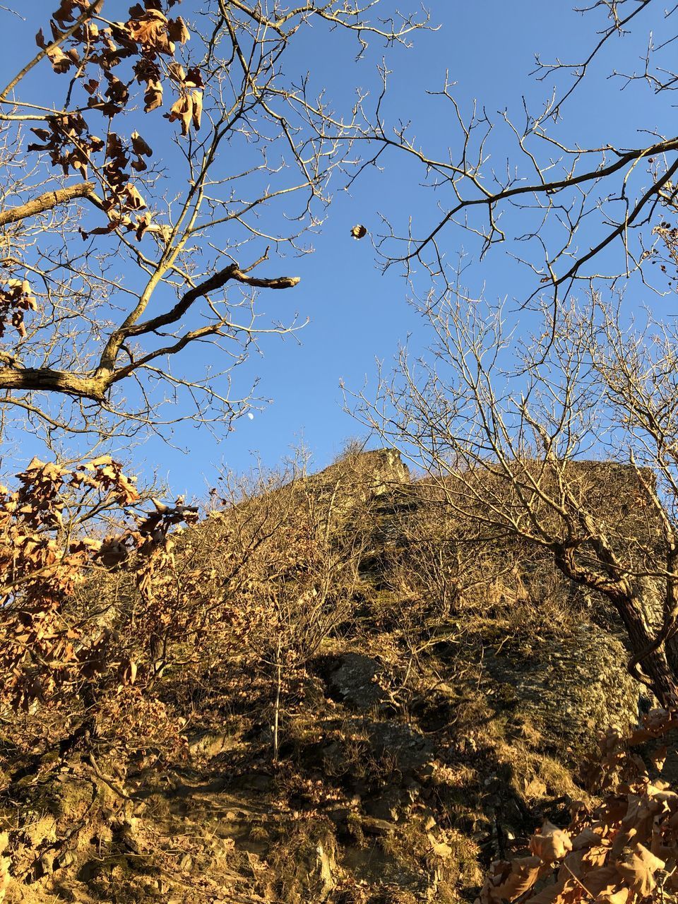 LOW ANGLE VIEW OF PLANTS AGAINST ROCKS AND TREES AGAINST SKY