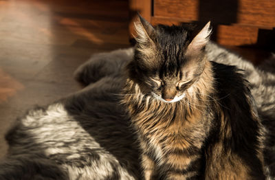 'beautiful domestic cat relaxing in sunny day.'