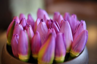 Close-up of pink crocus flowers
