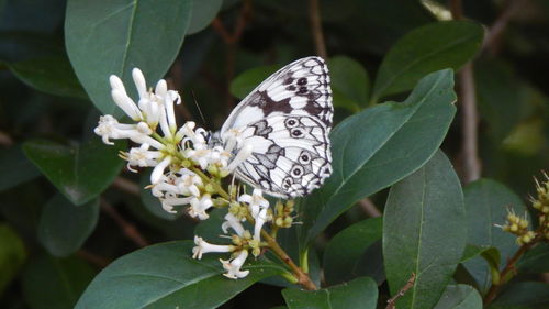 Close-up of white flowers