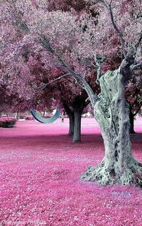 Close-up of pink flower tree