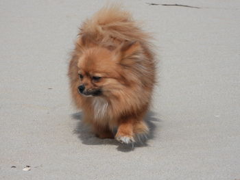 High angle portrait of dog s on beach