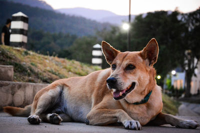 Portrait of dog sitting on mountain