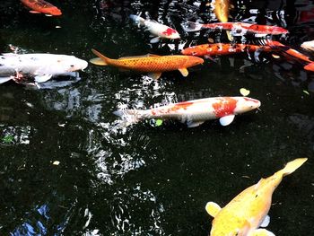 High angle view of koi carps swimming in water