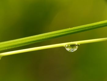 Close-up of water drops on plant