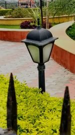 Close-up of plants growing in garden