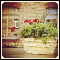 Close-up of potted plant