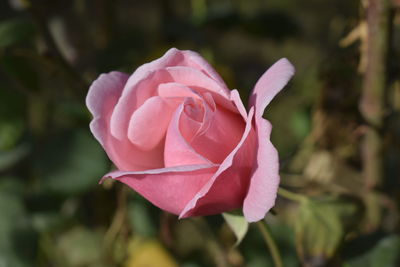 Close-up of pink rose