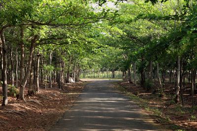 Road amidst trees in forest