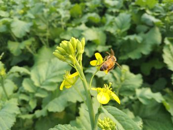 Close-up of butterfly pollinating on yellow flower