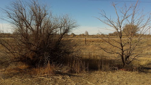 Bare trees on field against sky