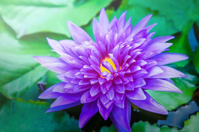 Close-up of purple water lily