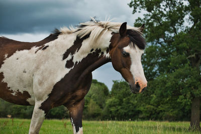 Horse on field