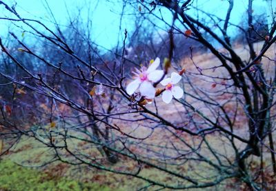 Close-up of cherry blossoms in spring against sky