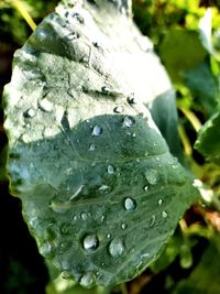 Close-up of raindrops on leaf