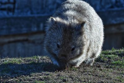 Close-up of a dog on field