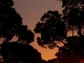 Low angle view of silhouette trees against sky at sunset