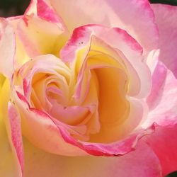 Close-up of pink rose