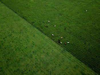 High angle view of snake on field