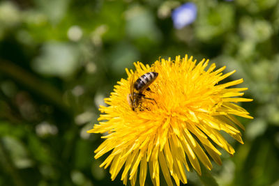 Close-up of bee on yellow flower