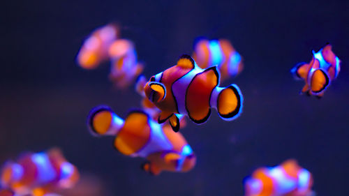 Close-up of fish swimming in sea