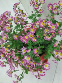 High angle view of pink flowering plants