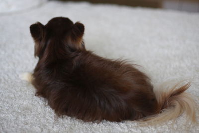 Close-up of a dog resting