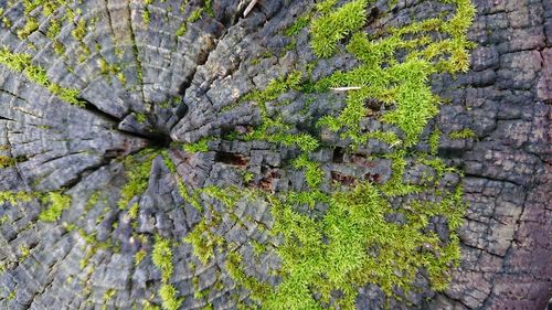 Full frame shot of moss growing on stone wall