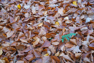 Full frame shot of dried autumn leaves on field