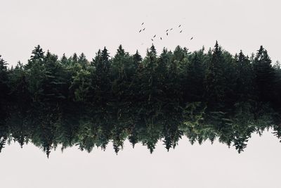 Scenic view of pine trees against sky