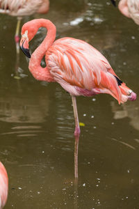 Flamingo drinking water in a lake