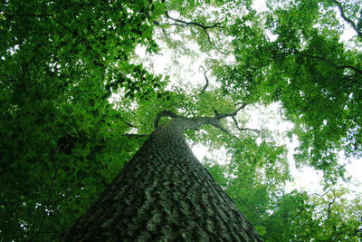 Low angle view of trees in forest