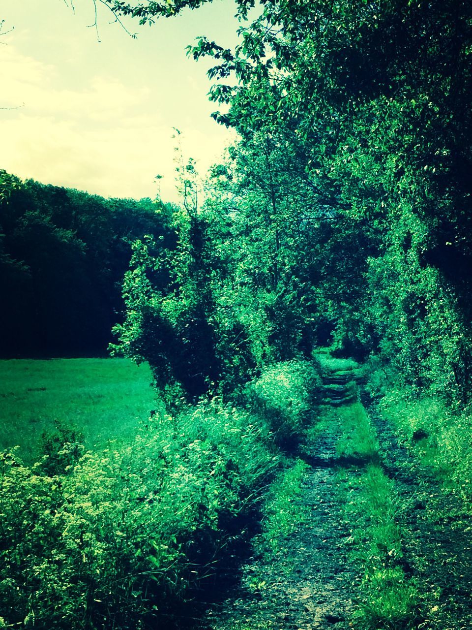 tree, green color, growth, plant, tranquility, nature, tranquil scene, grass, beauty in nature, sky, scenics, green, field, sunlight, lush foliage, landscape, outdoors, no people, growing, day