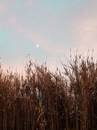 View of stalks in field against sunset sky