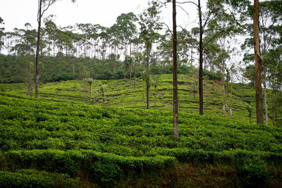 Scenic view of agricultural field