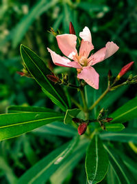 Close-up of pink flowering plant