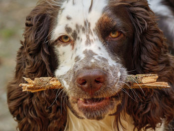 Close-up portrait of a dog