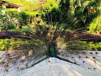 View of peacock