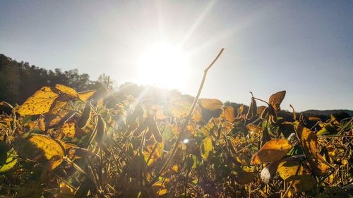 Close-up of plants growing on field against sky during sunset